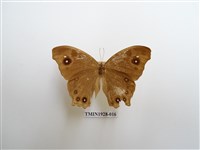 藏品(暮眼蝶)的圖片